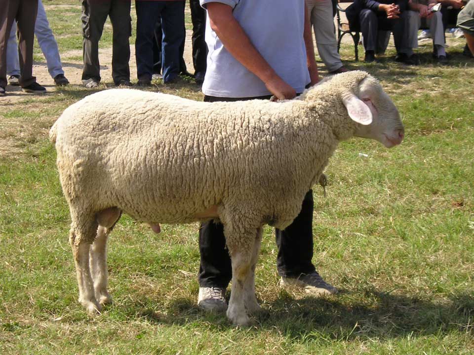 ovca