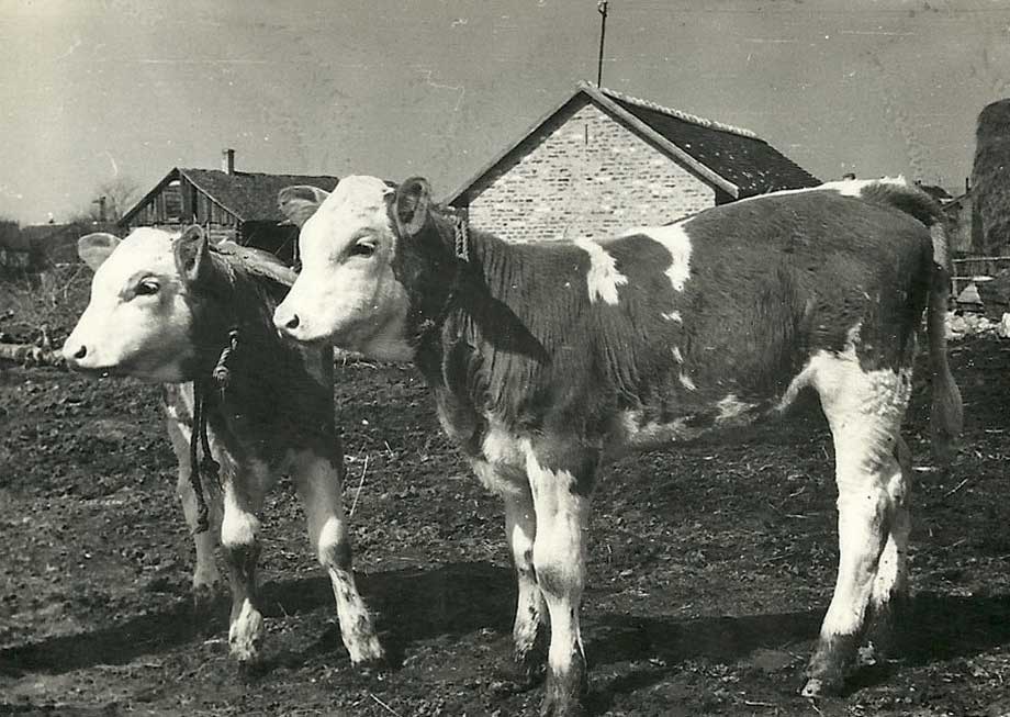 krava