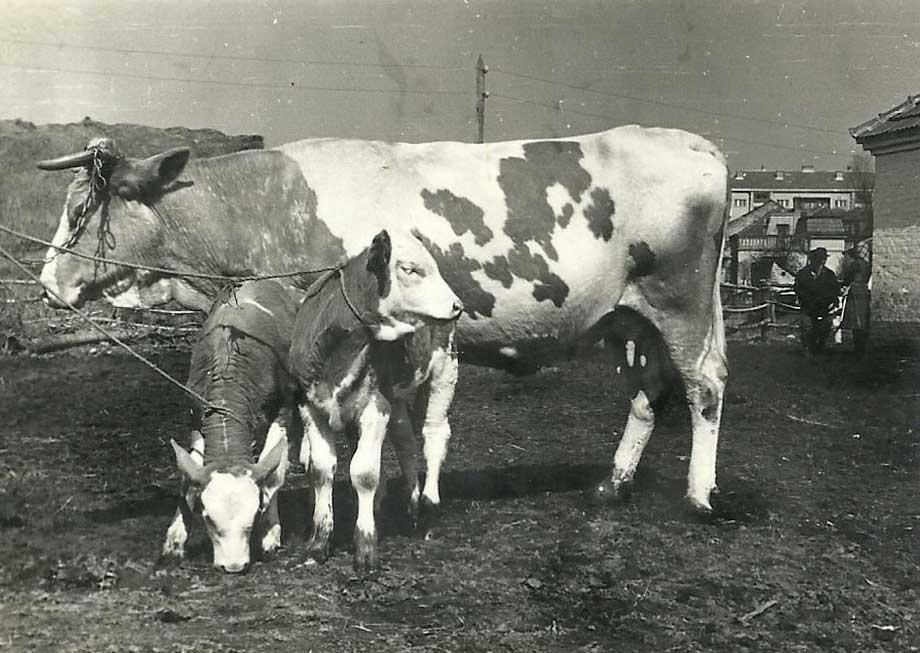 krave