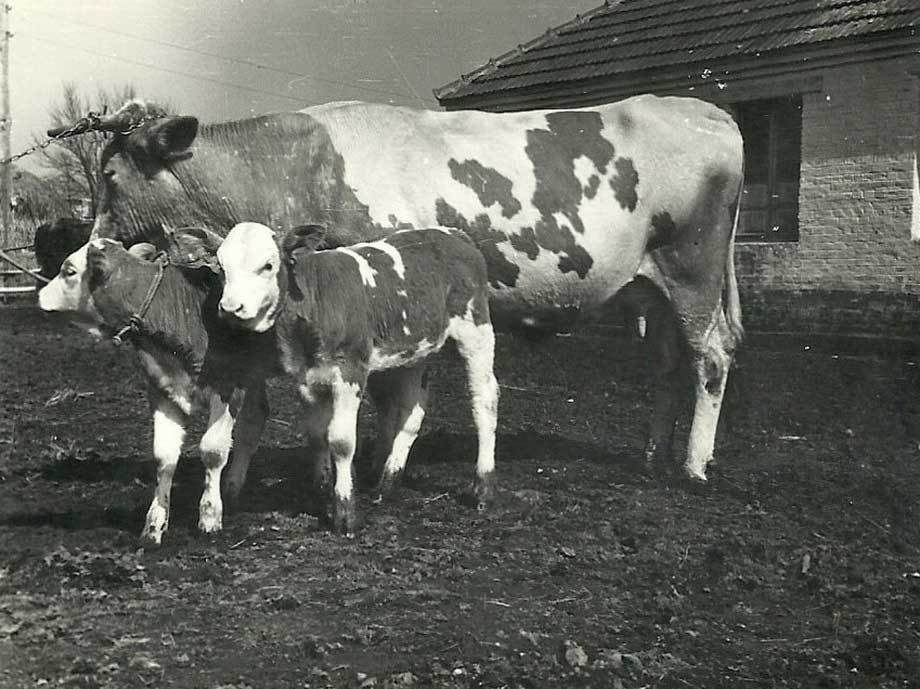 krave